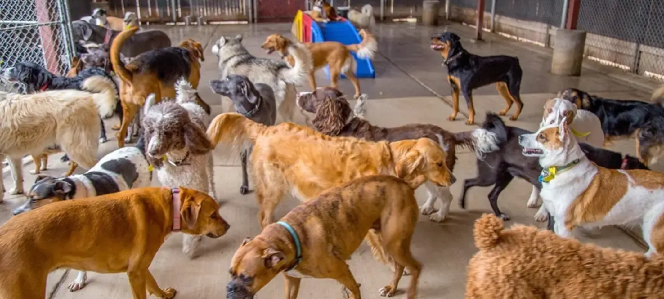 Lots of big, happy dogs.